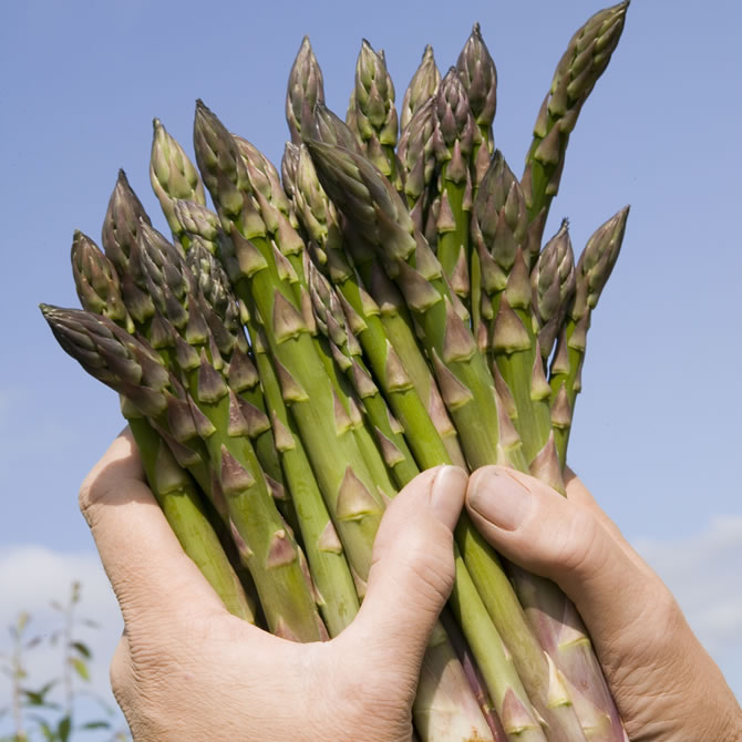 Asparagus