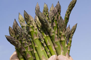 Asparagus
