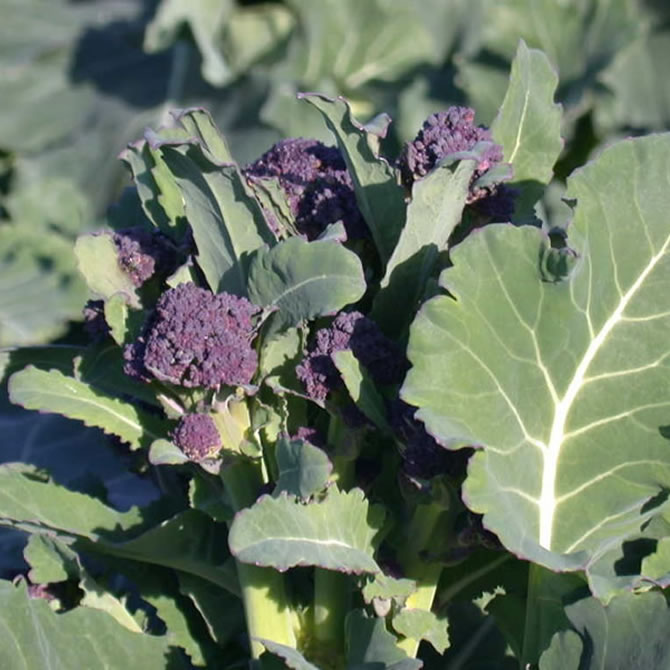 Purple Sprouting Broccoli