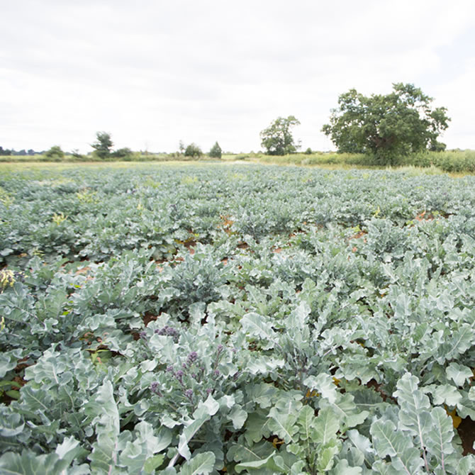 Purple Sprouting Broccoli