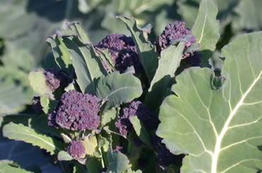 Purple Sprouting Broccoli