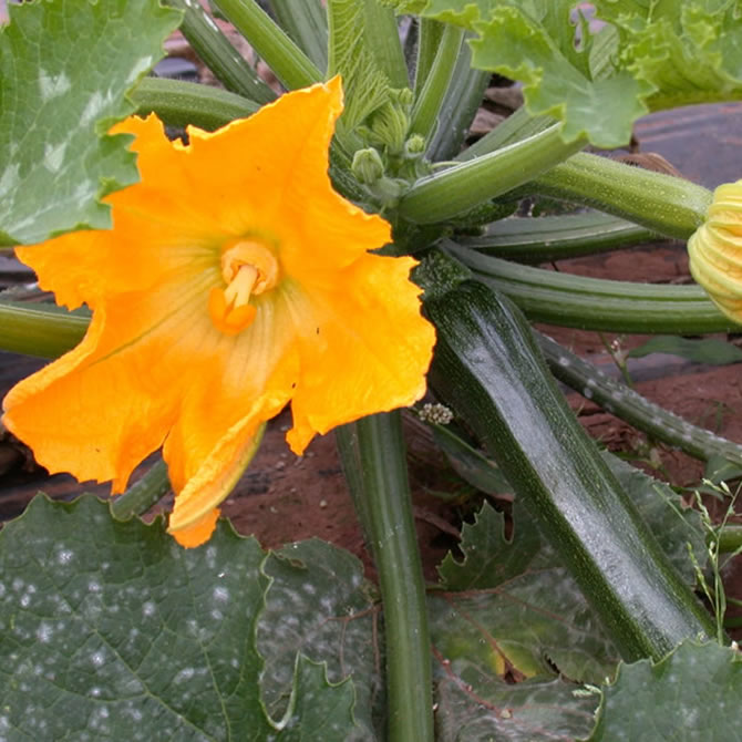 Courgettes