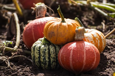 Courgettes Pumpkins and squash